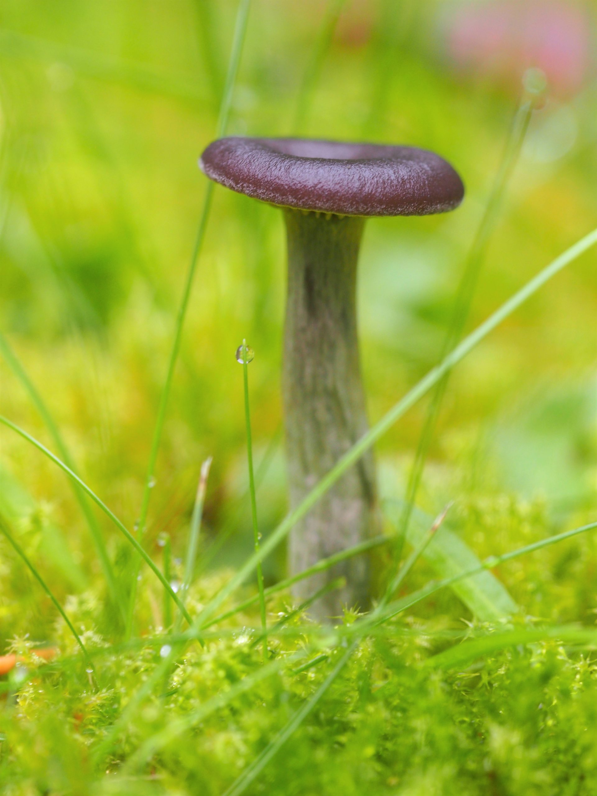 kuva pienestä sienestä
